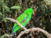 Male Electus Parrot